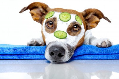 dog with worried expression, wearing a face mask with cucumber slices