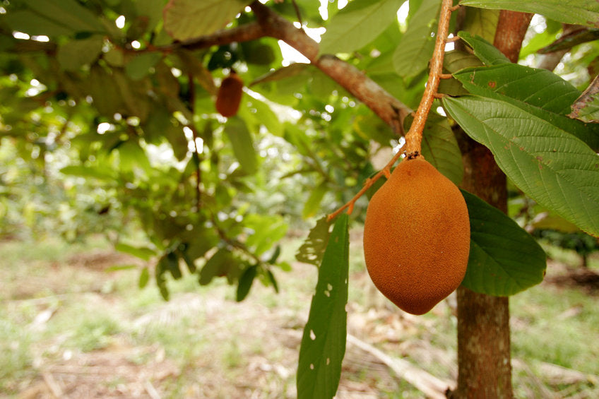 Cupuaçu fruit hanging on tree