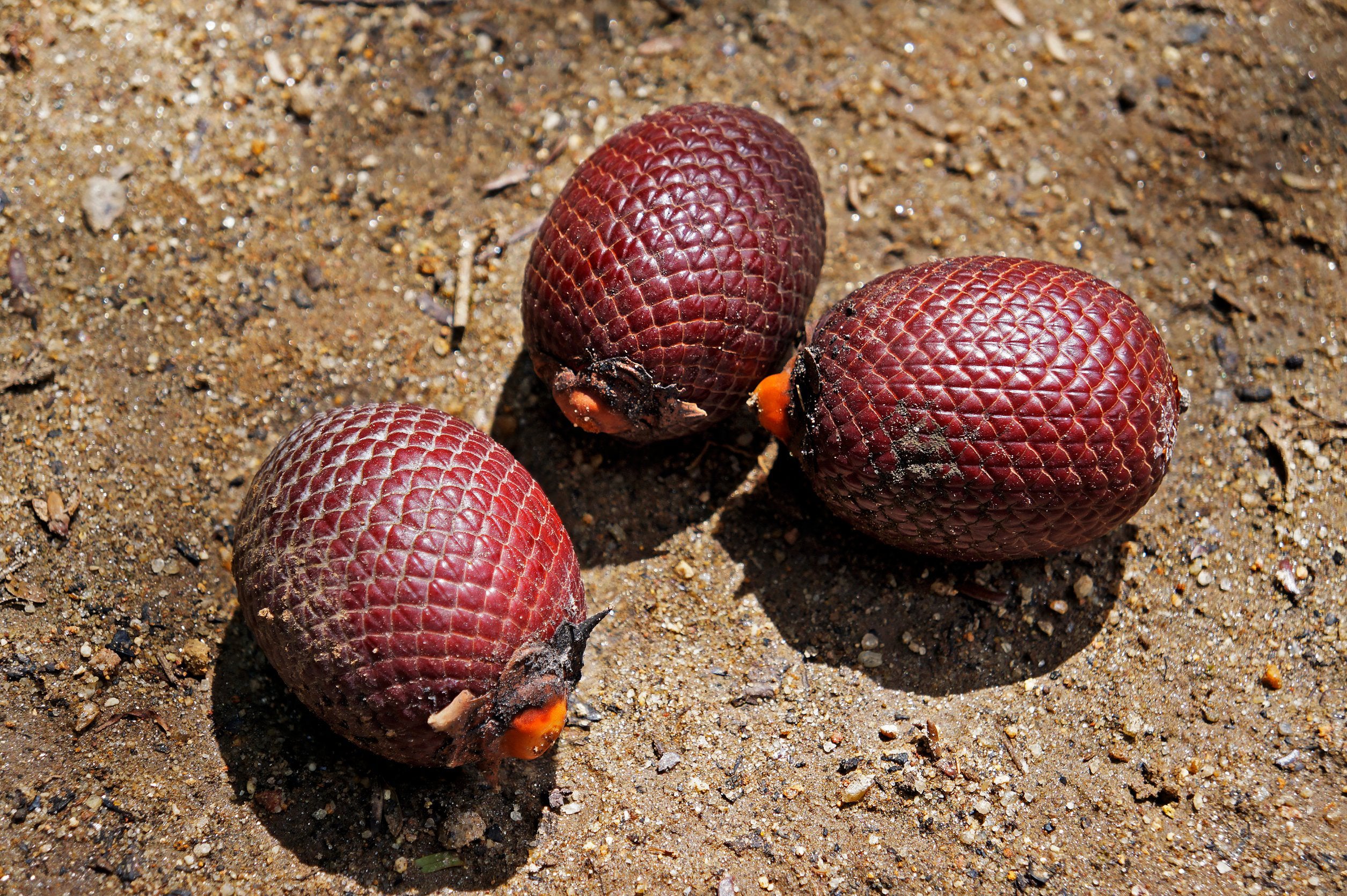 Mauritia flexuosa palm tree fruits