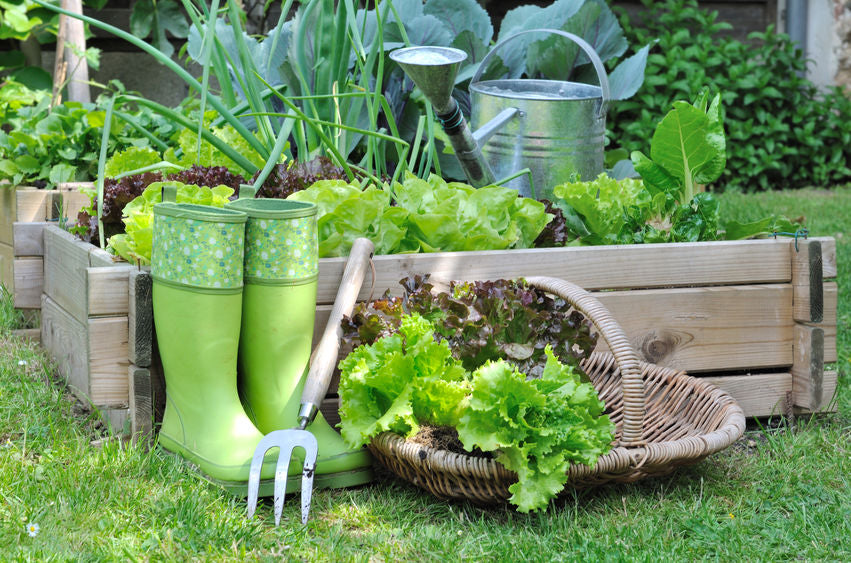 just-picked heads of lettuce in basket in garden with garden tools