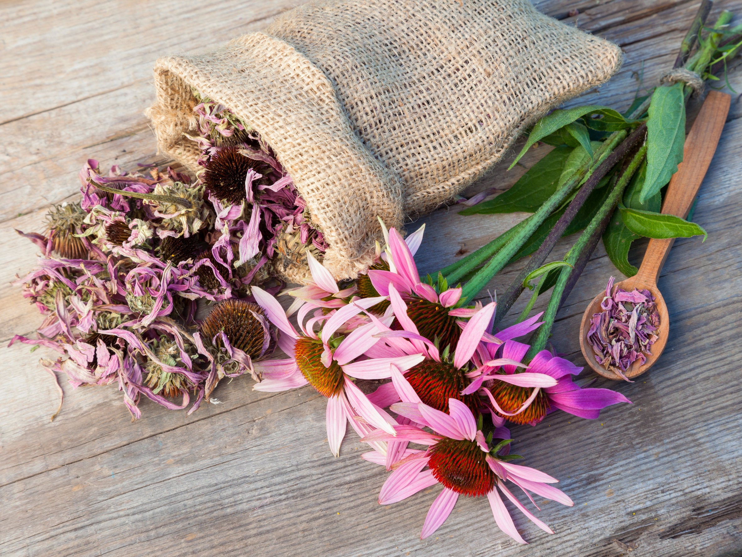 Wear Your Herbs: Echinacea