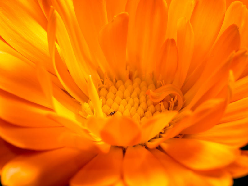 Kitchen Herbalism: Calendula