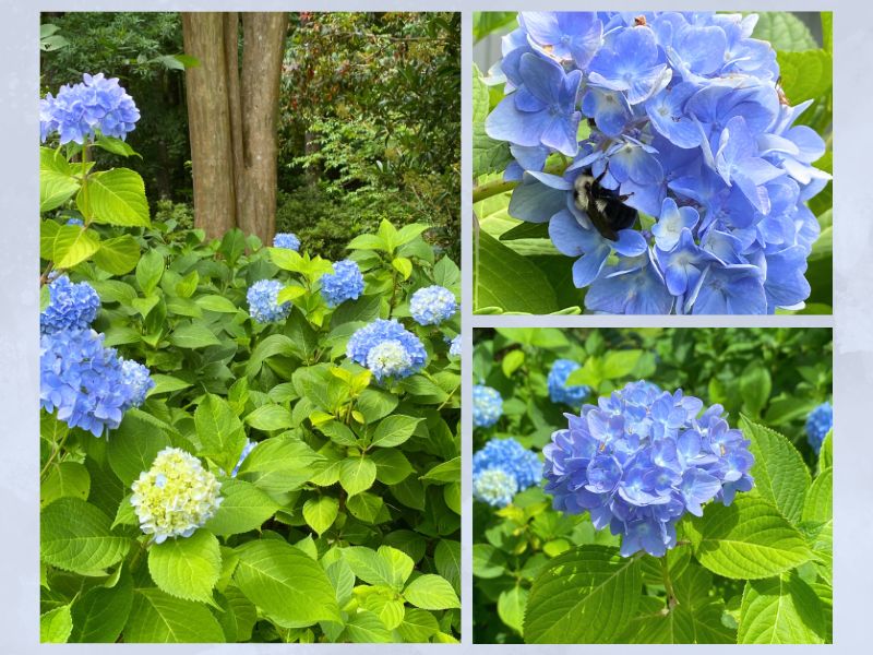 a collage of 3 photos of blue hydrangea flowers