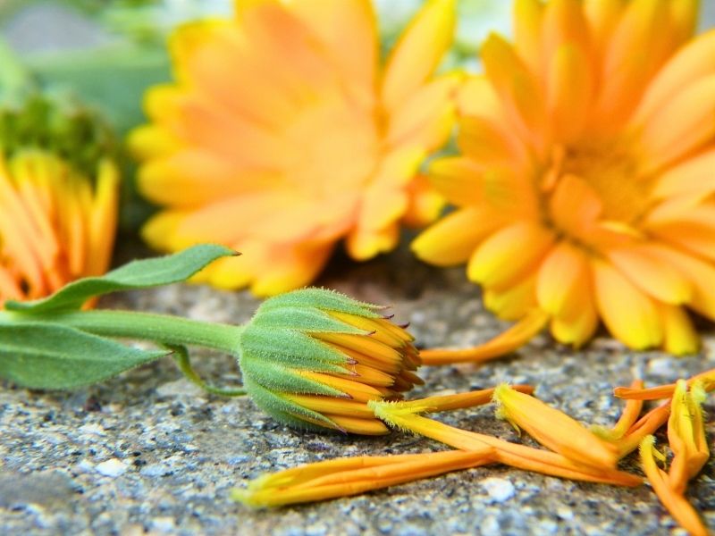 freshly cut, bright yellow-orange calendula flowers