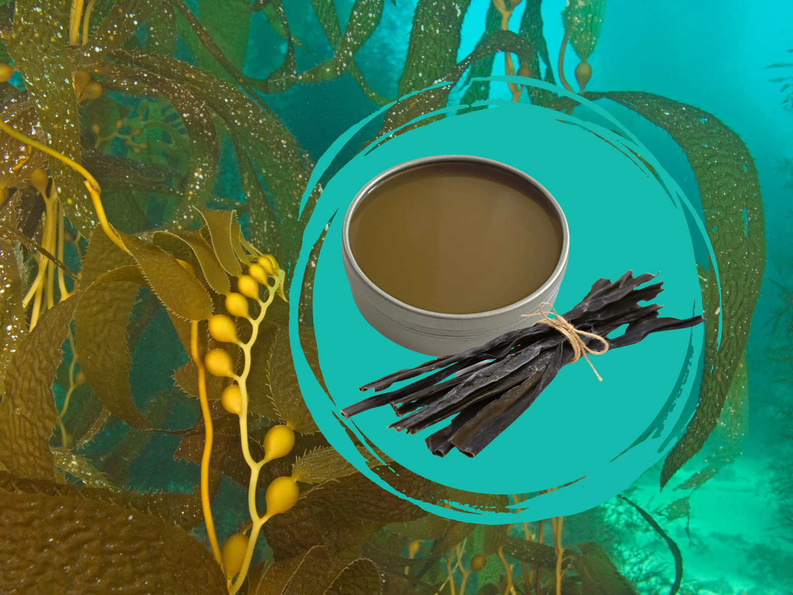 kelp salve shown with kelp forest in ocean