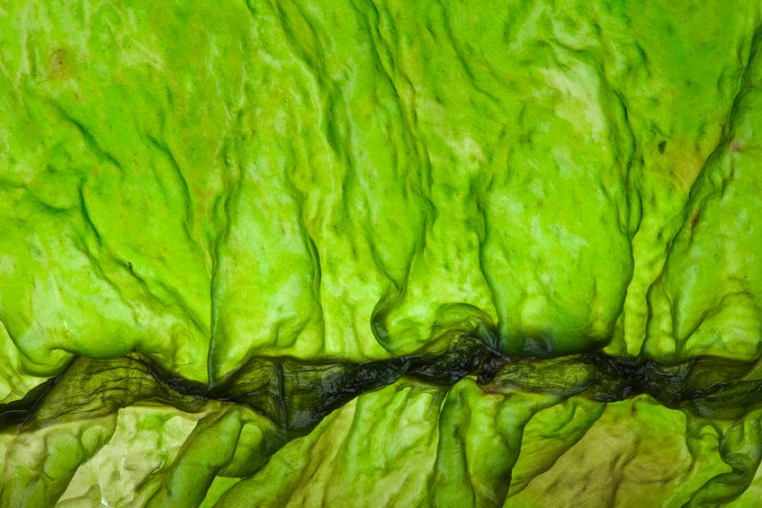 seaweed closeup