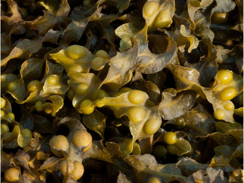 closeup of Bladderwrack, a brown seaweed which helps maintain moisture levels in skin