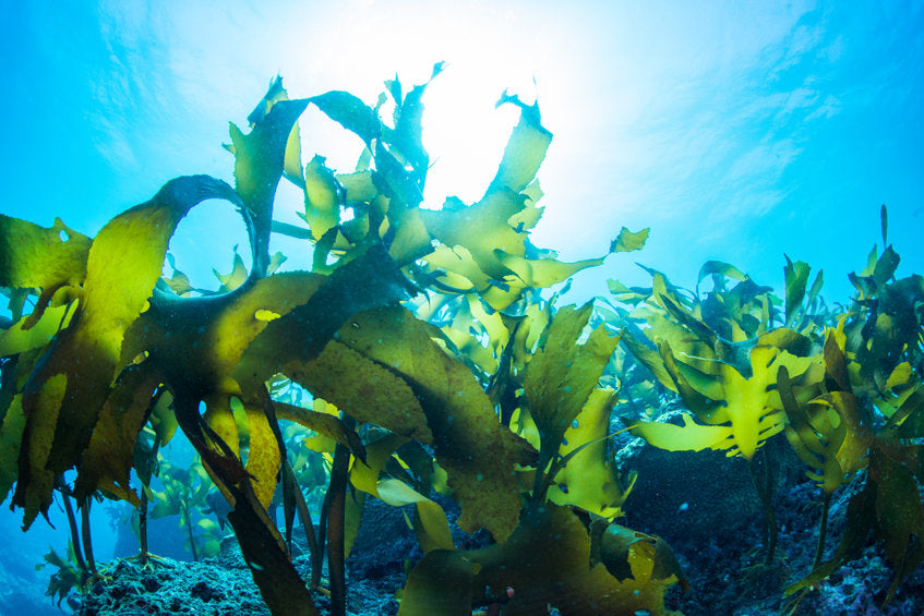 underwater view of seaweed