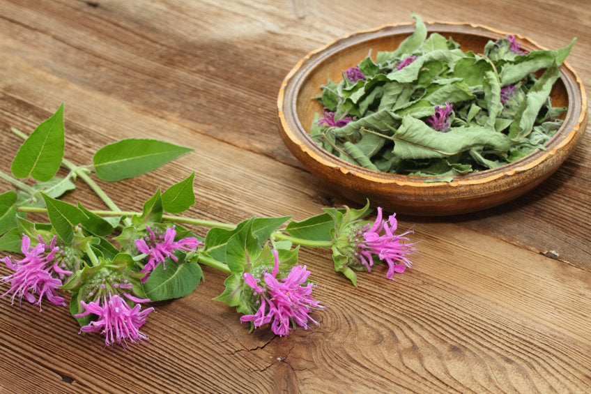 Kitchen Herbalism: Bee Balm