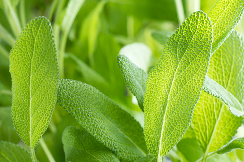 fresh sage leaves closeup